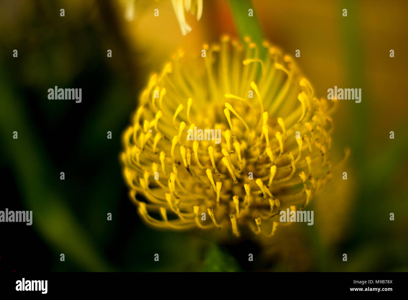 Raro fiore giallo con sfondo sfocato in Belgio Foto Stock