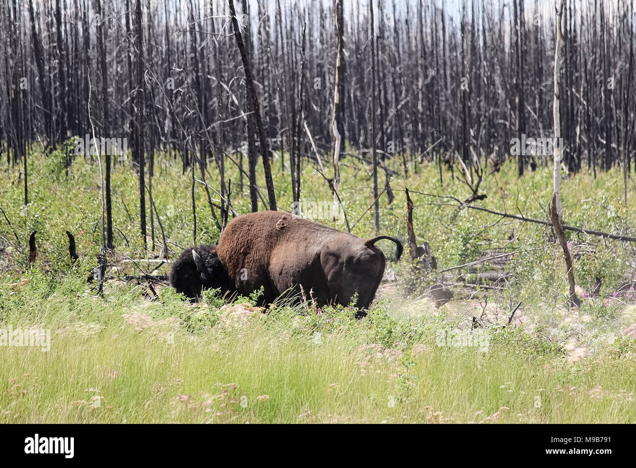 Un arrabbiato buffalo solleva la coda di un avviso Foto Stock Un arrabbiato buffalo solleva la coda di un avviso Foto Stock