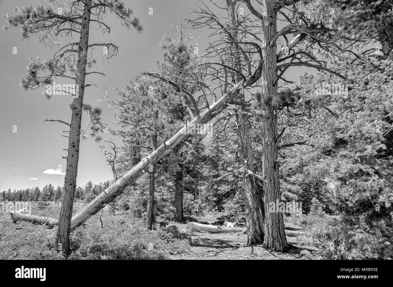Grandi morti pino poggiante sulla struttura ad albero. Percorso di foresta conduce sotto albero caduto con la cancellazione sul lato sinistro. Foto Stock