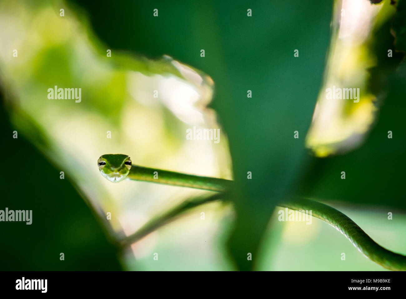 Close up Oriental whipsnake sulla struttura ad albero Foto Stock