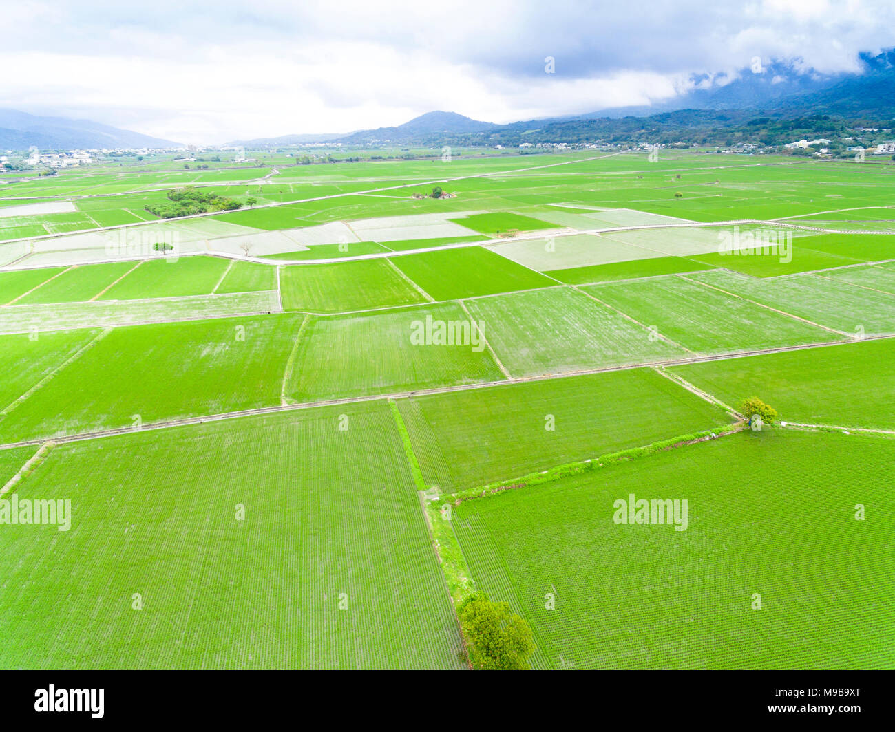 Vista aerea del campo di riso in Taiwan a molla Foto Stock