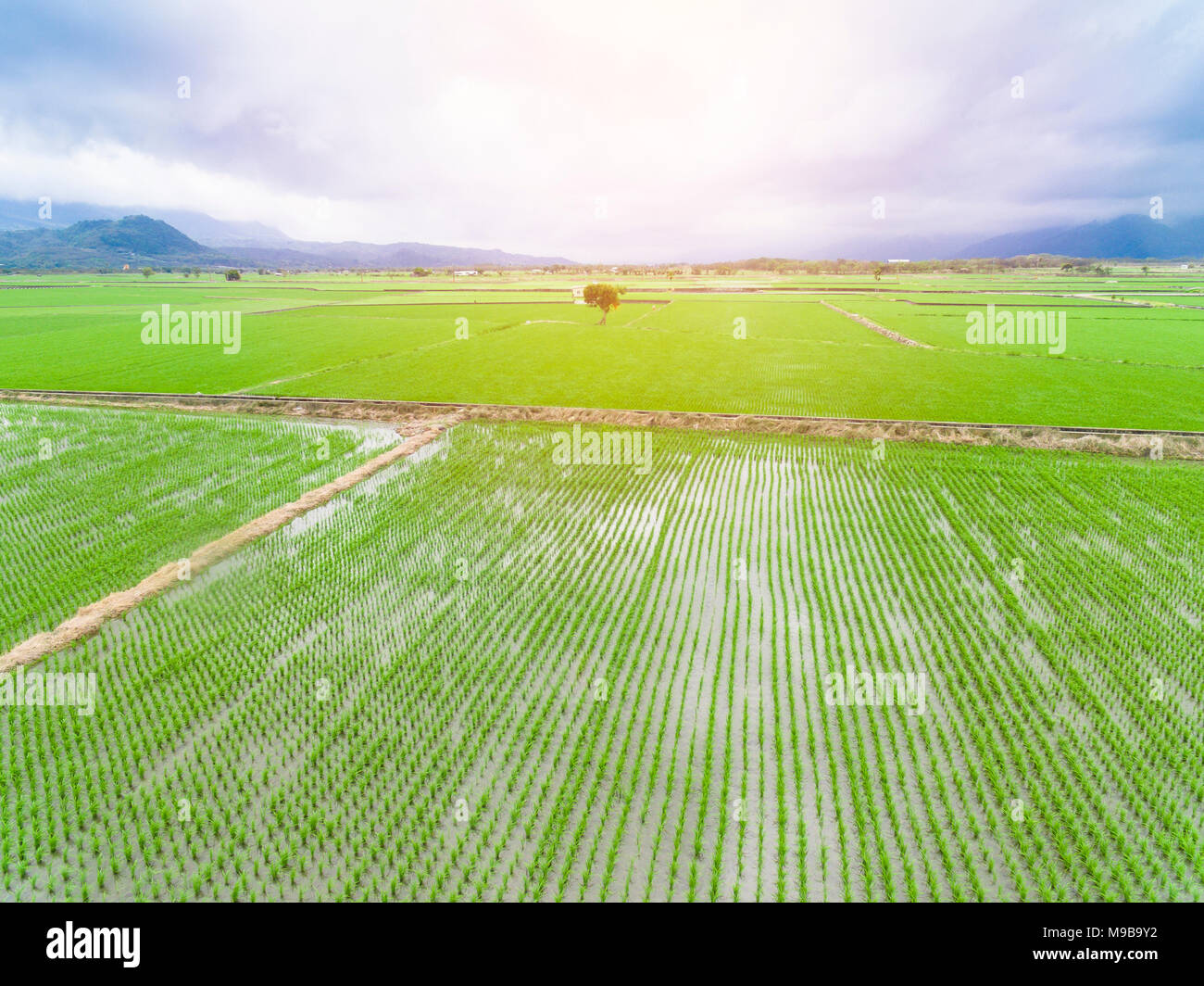 Vista aerea del campo di riso a molla Foto Stock