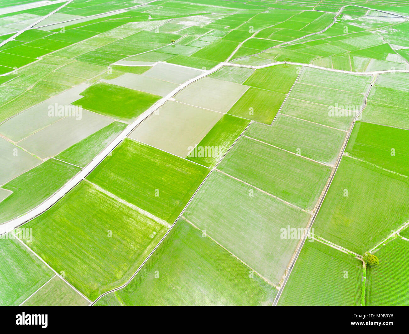 Vista aerea del riso verde campo in primavera Foto Stock