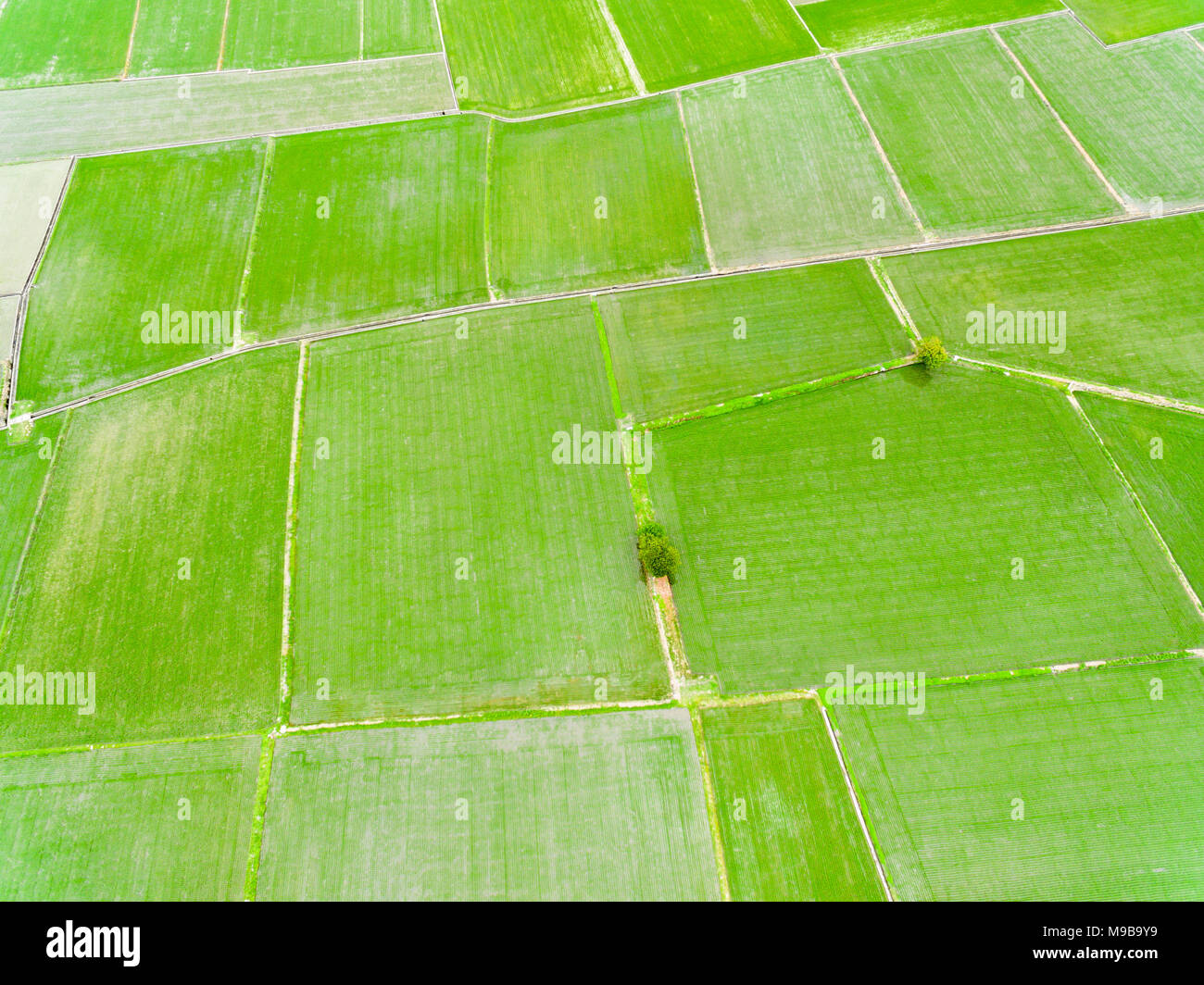Vista aerea del riso verde campo in primavera Foto Stock