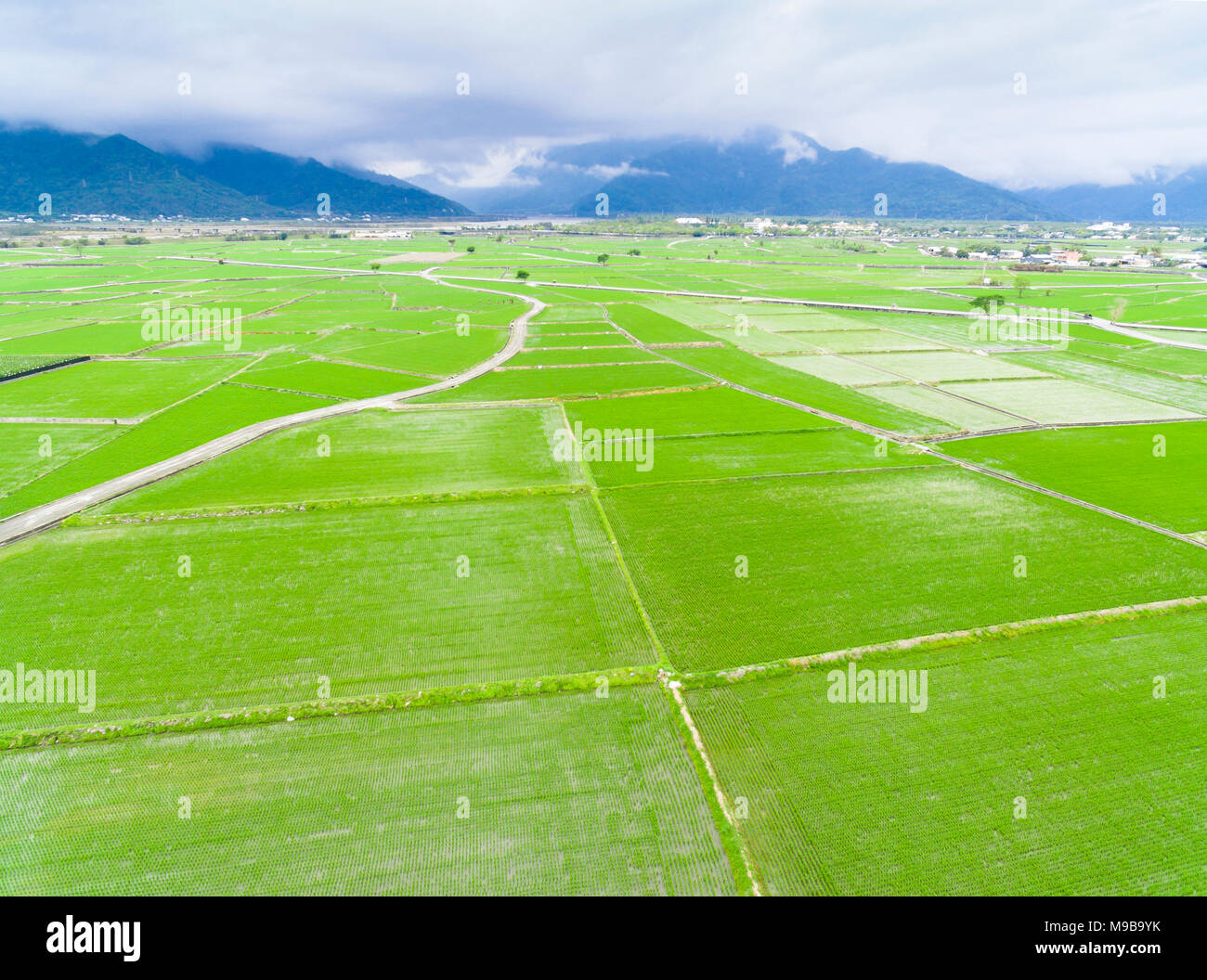 Vista aerea del campo di riso in Taiwan a molla Foto Stock