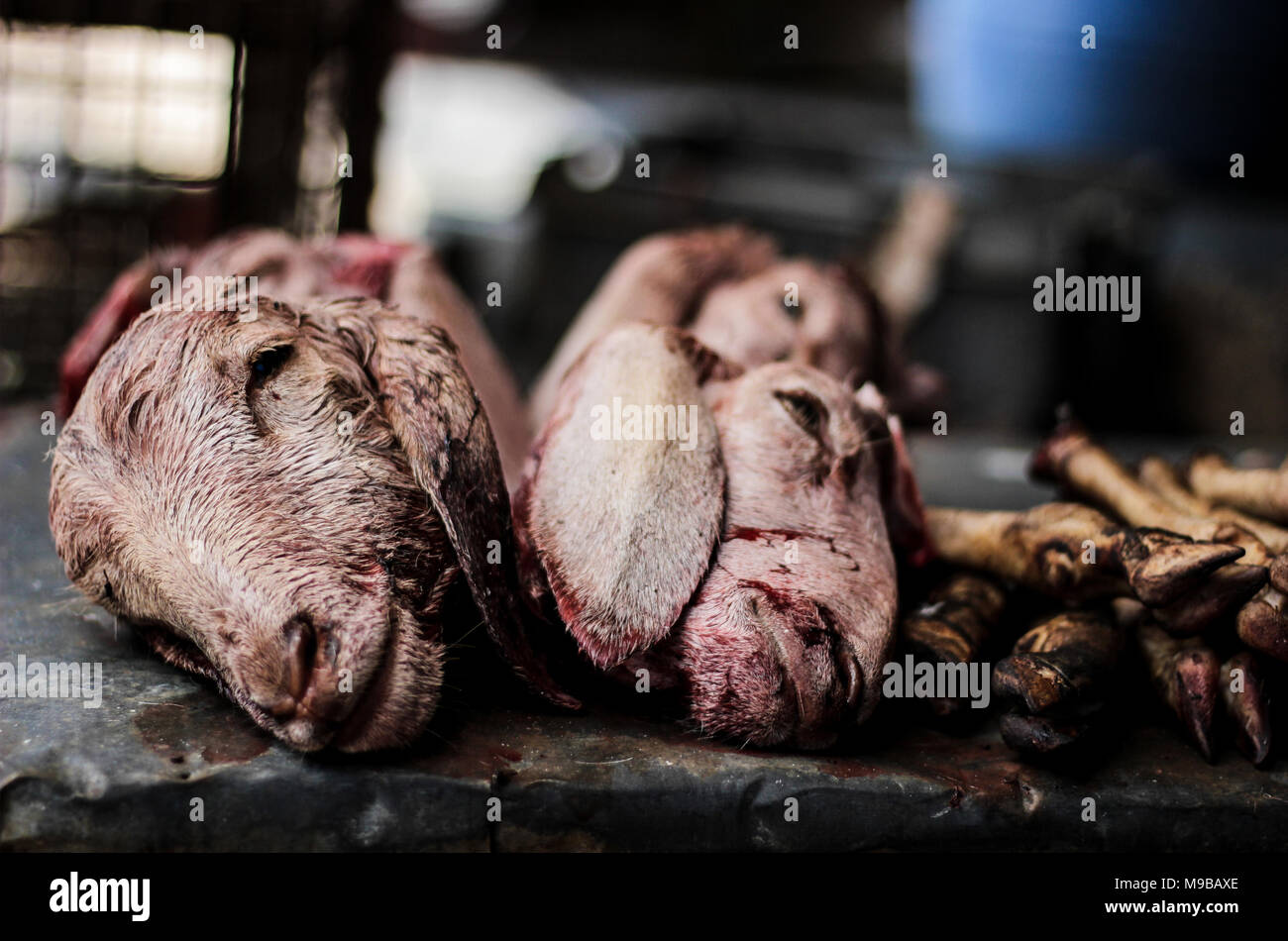 Silenzio in un macello Foto Stock