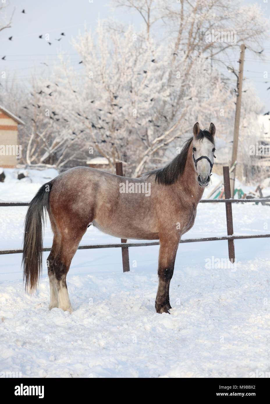 Andaluso cavallo grigio in inverno ranch Foto Stock