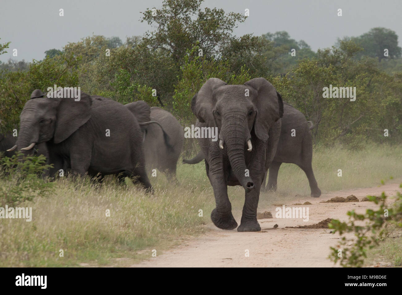 Branco di elefanti nel Parco di Kruger Sud Africa Foto Stock