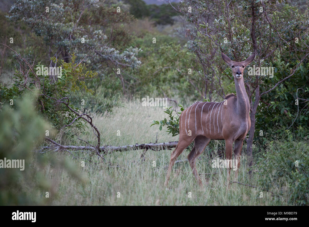 Impala in Kruger Sud Africa Foto Stock