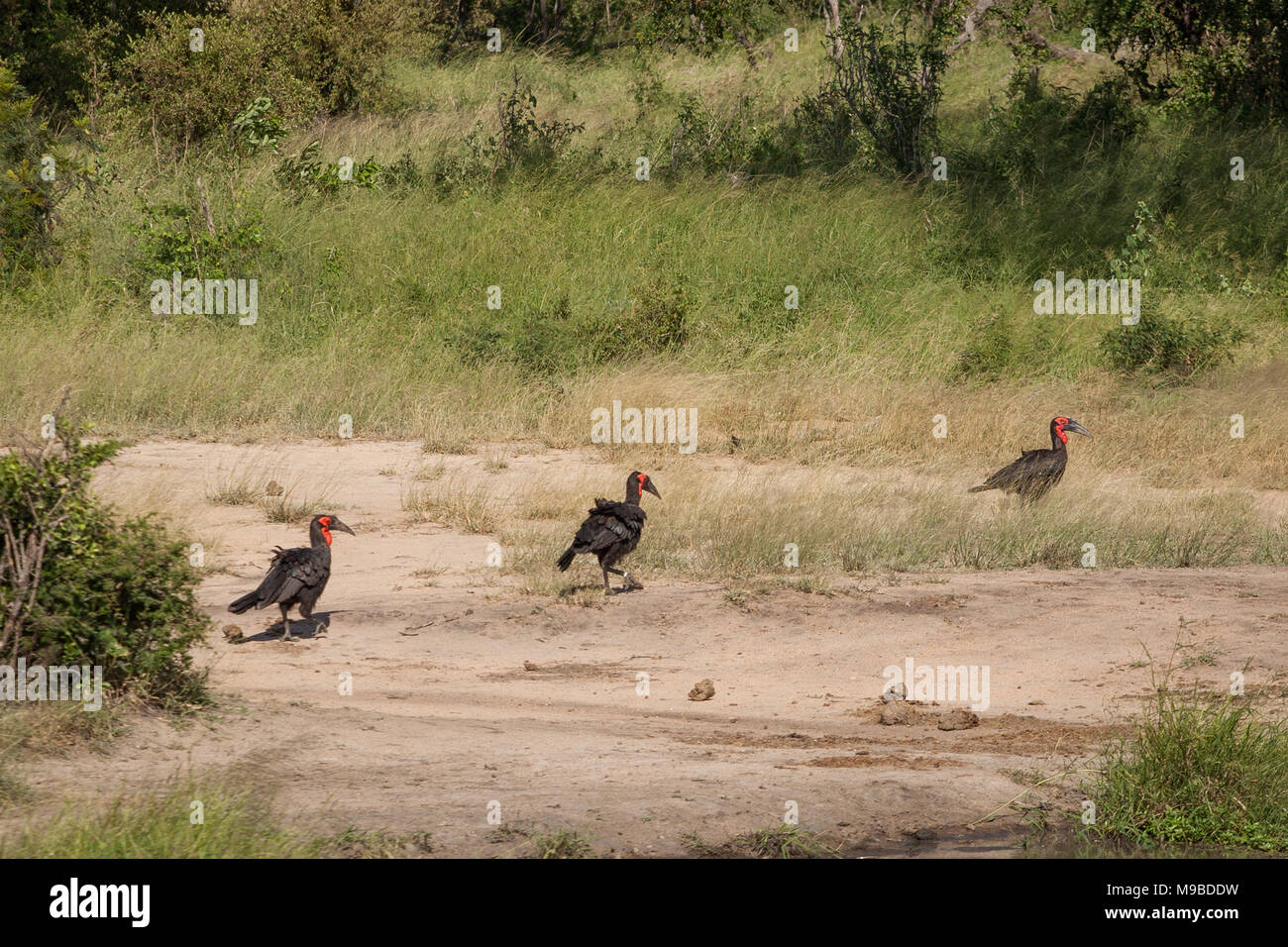 In Ground-Hornbill Kruger Sud Africa Foto Stock