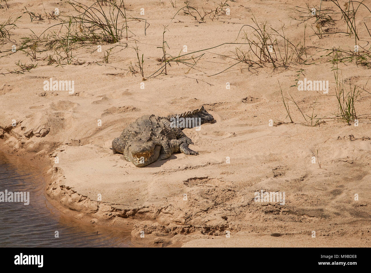 Coccodrillo sulla riva del fiume nel sole di mezzogiorno nel Parco di Kruger Sud Africa Foto Stock