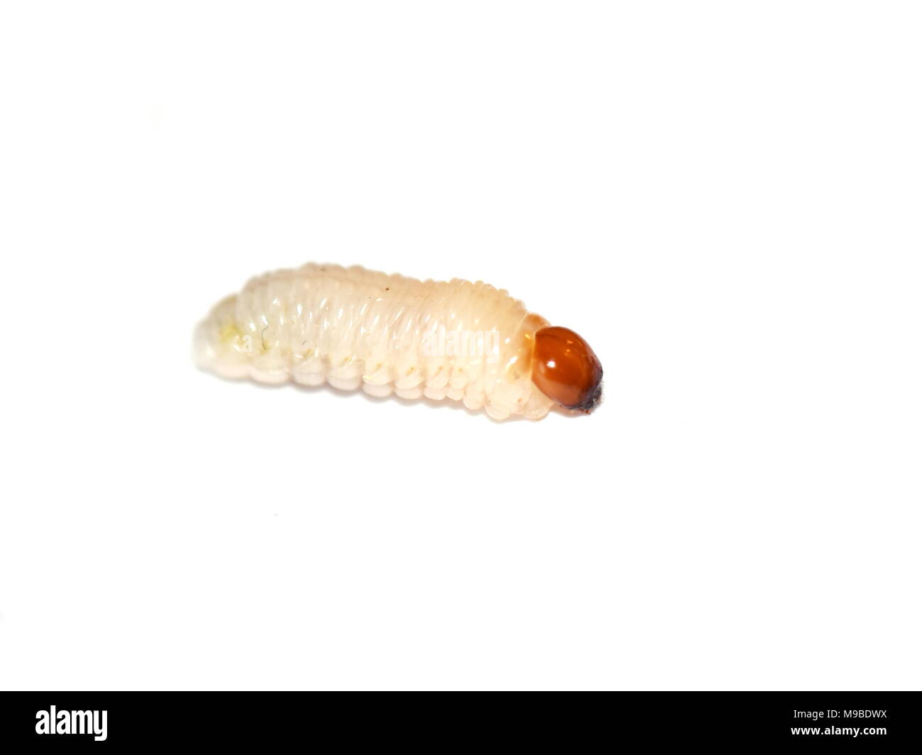 Primo piano sulle larve Rhagium su sfondo bianco Foto Stock