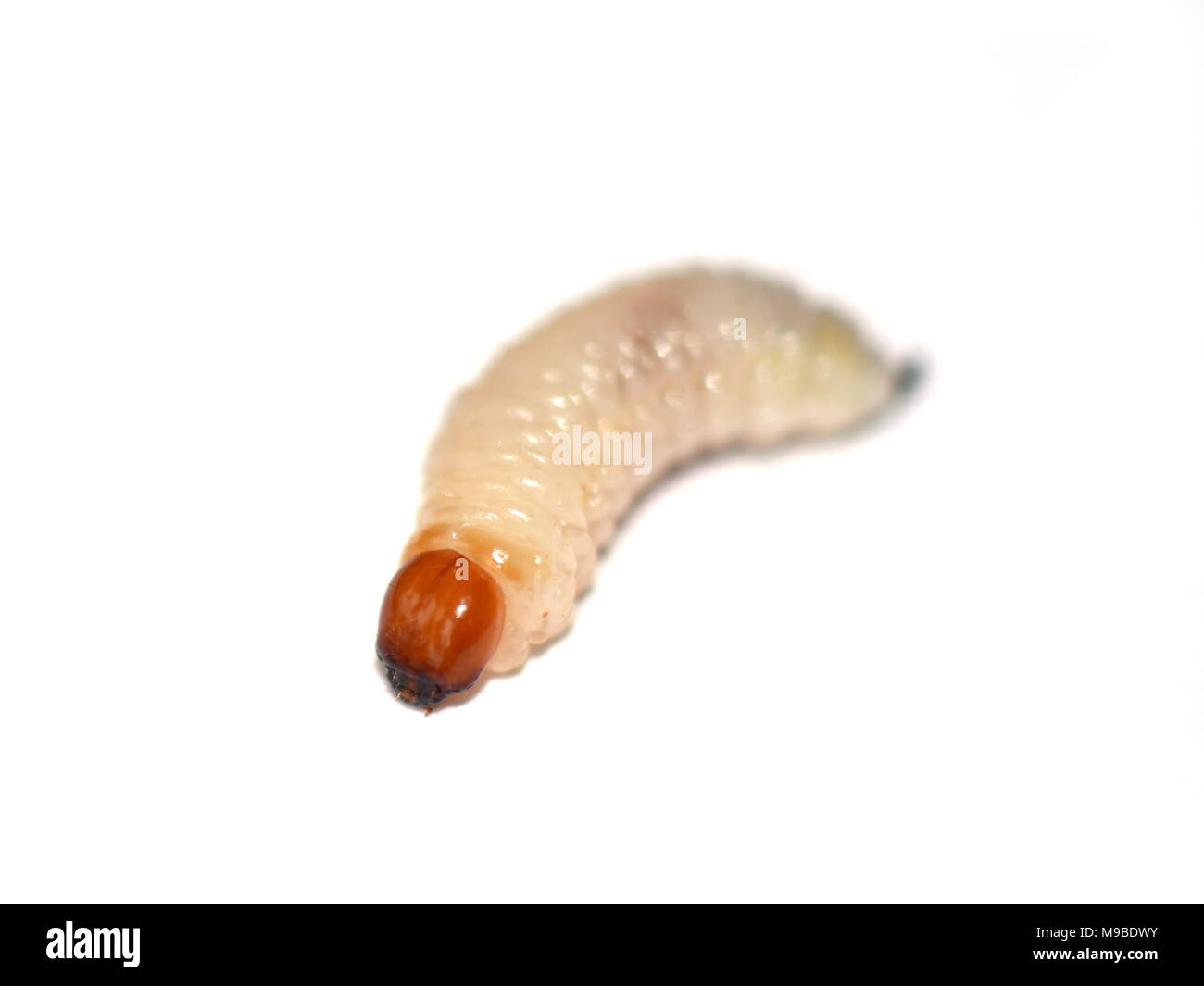 Primo piano sulle larve Rhagium su sfondo bianco Foto Stock