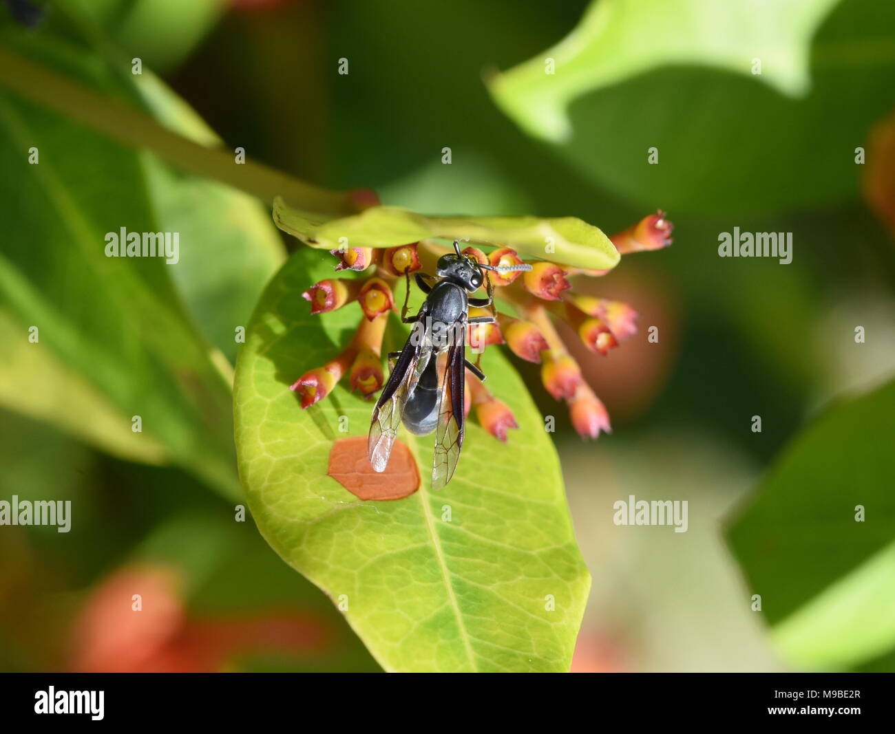 La pianta blu wasp Polybia ignibilis alimentazione su un fiore Foto Stock