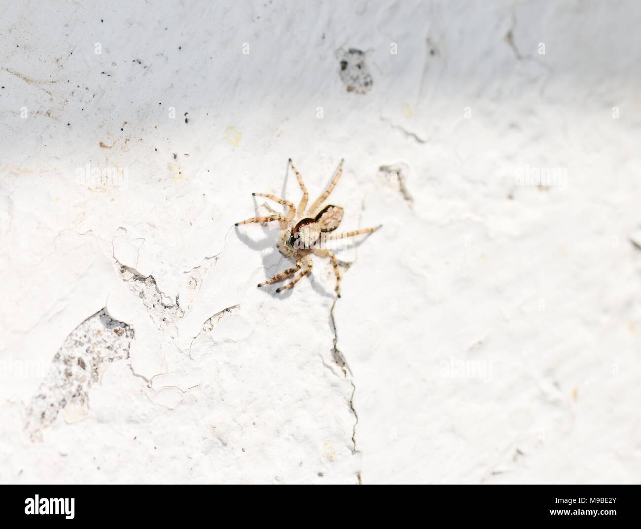 Il muro grigio ponticello spider Menemerus bivittatus seduto su una parete bianca Foto Stock