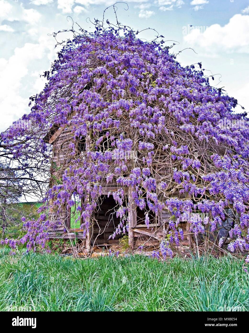La vecchia casa colonica coperto con il glicine Foto Stock