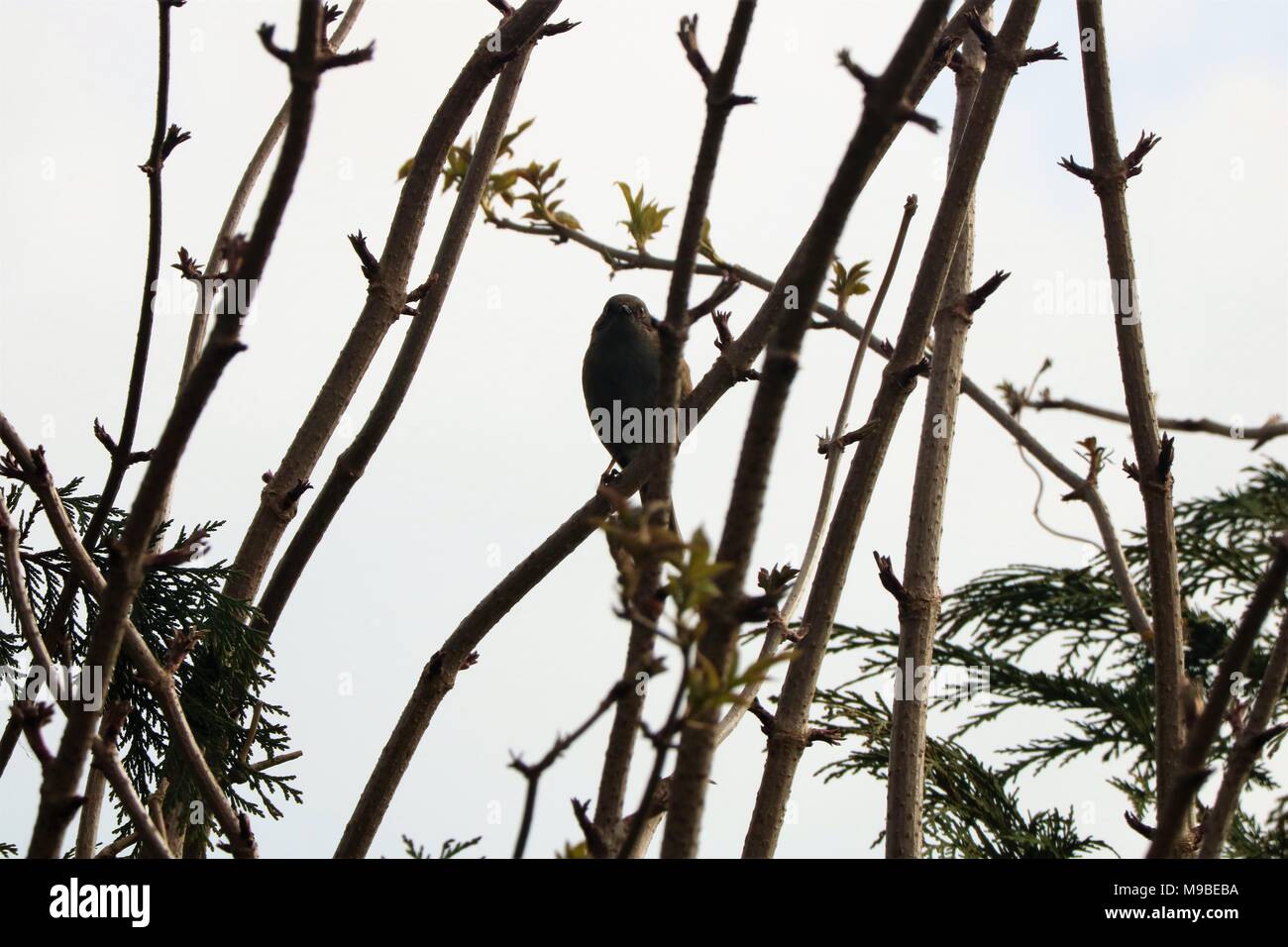 Dunnock / Hedge Sparrow appollaiate nella struttura ad albero contro un cielo bianco in primavera Foto Stock