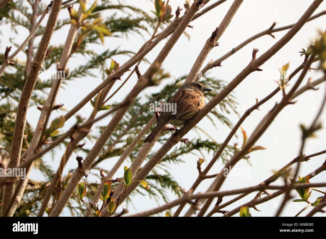 Dunnock / Hedge Sparrow appollaiate nella struttura ad albero contro un cielo bianco in primavera Foto Stock