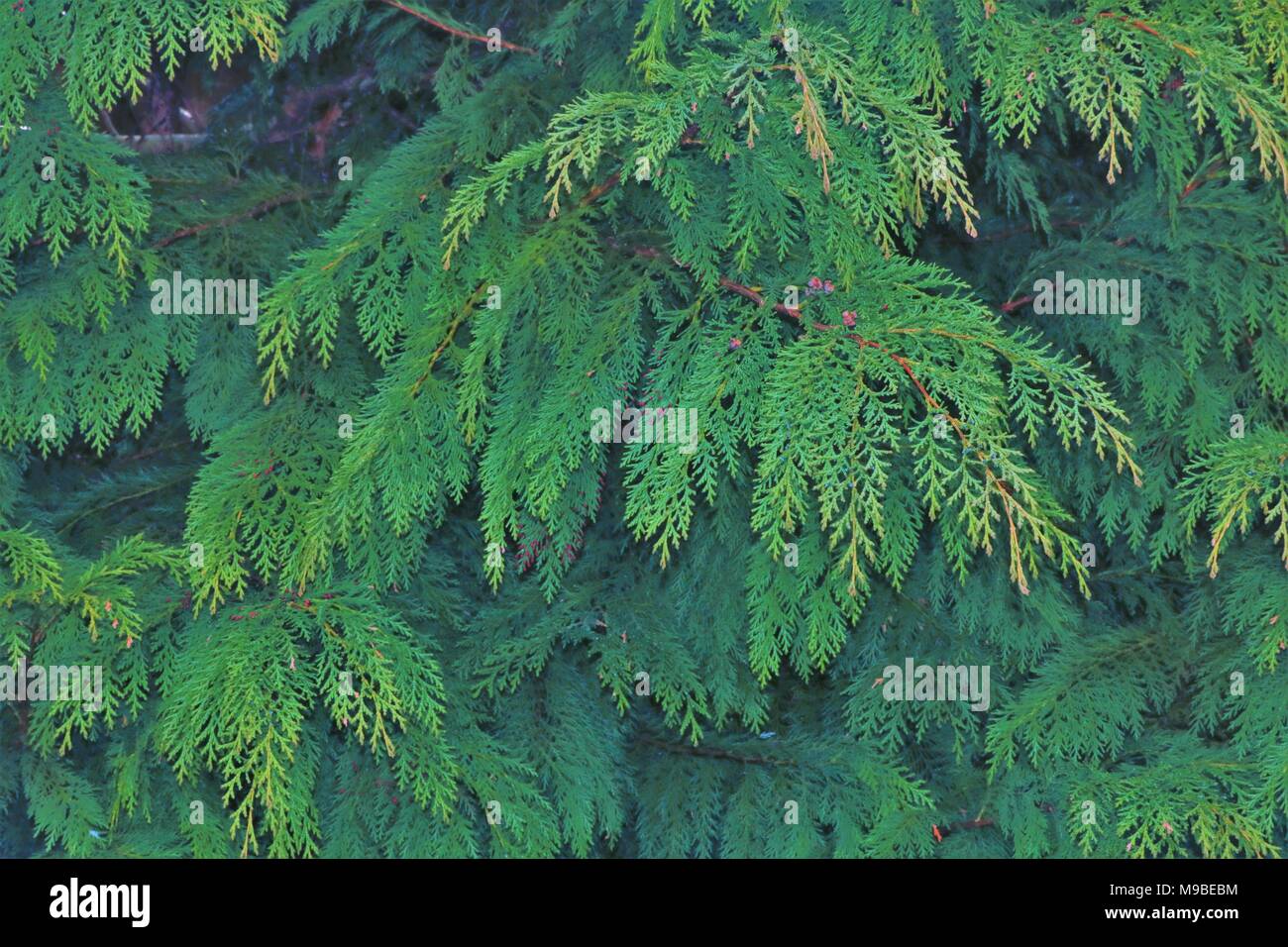 Immagine di sfondo di conifera albero Foto Stock