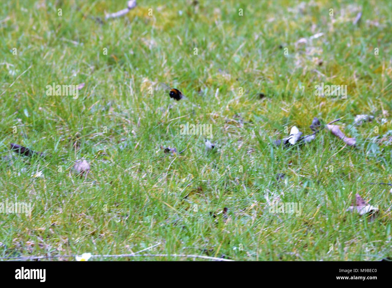 Bumble Bee in volo in erba in primavera Foto Stock