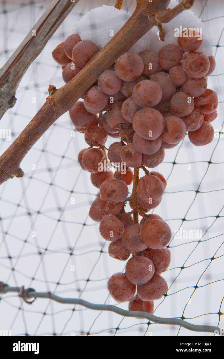 Congelati uva sulla vite per essere reso in icewine Foto Stock