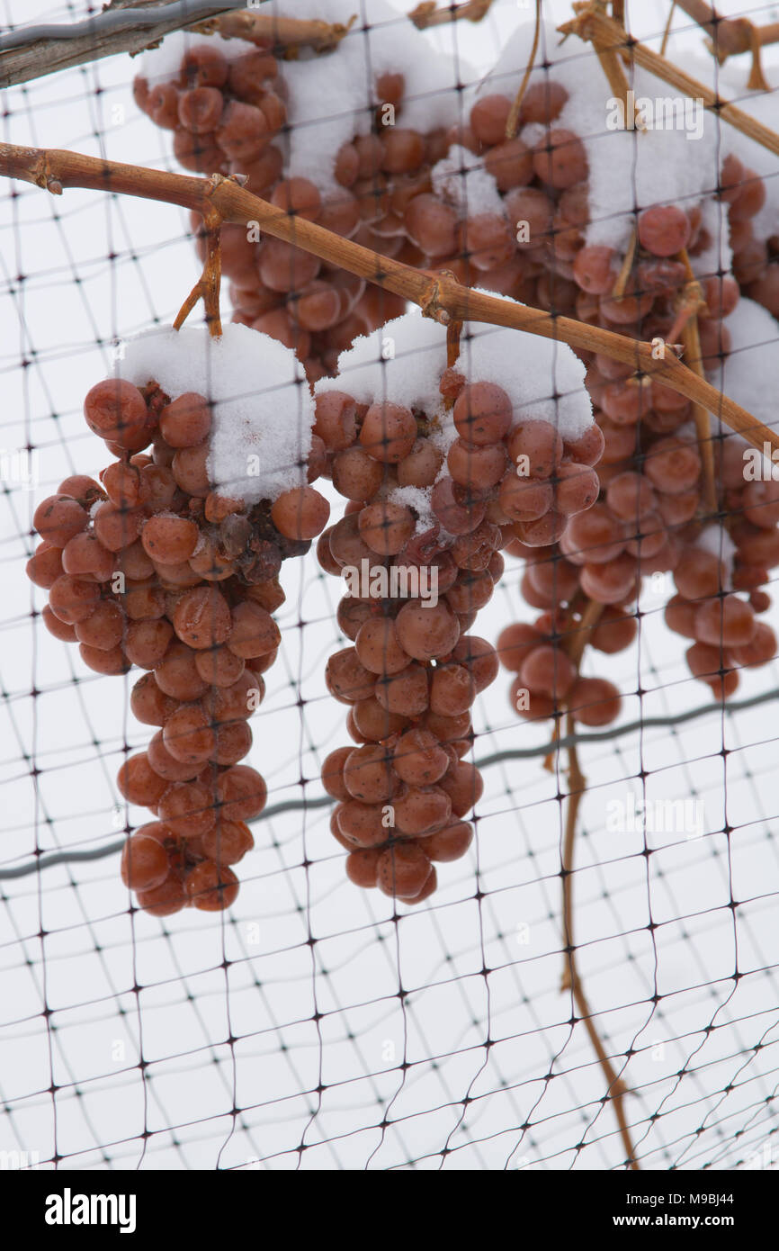Congelati uva sulla vite per essere reso in icewine Foto Stock