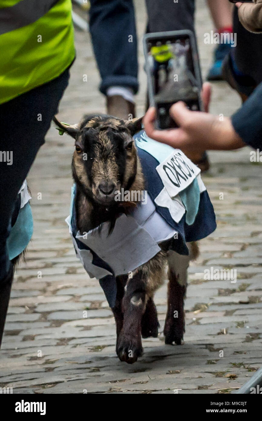 Londra, Regno Unito. Il 24 marzo 2018. Decima edizione della Oxford vs Cambridge gara di capra a Spitalfields City Farm. Credito: Guy Corbishley/Alamy Live News Foto Stock