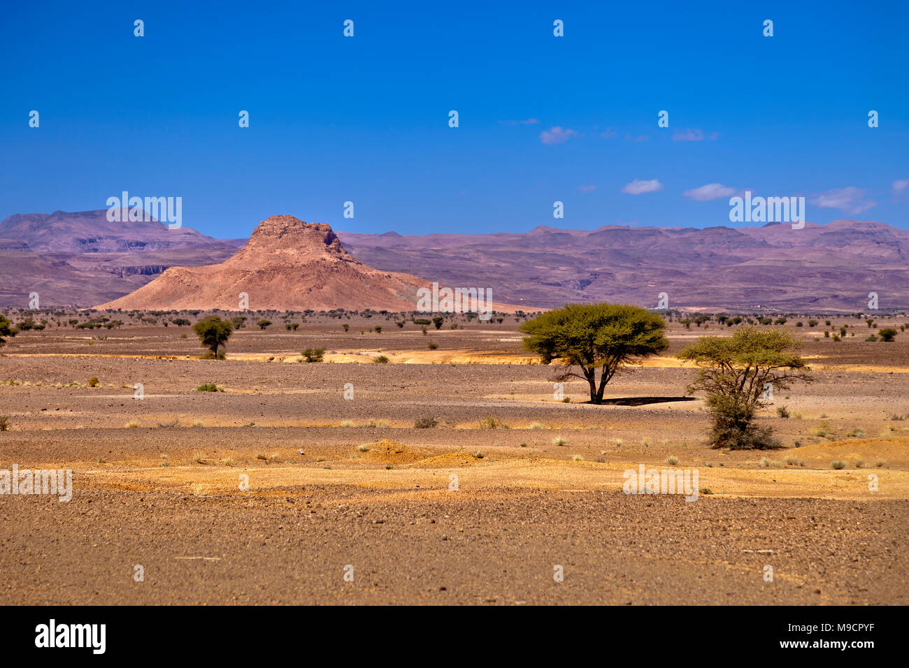 Savana africana, sud del Marocco. Foto Stock