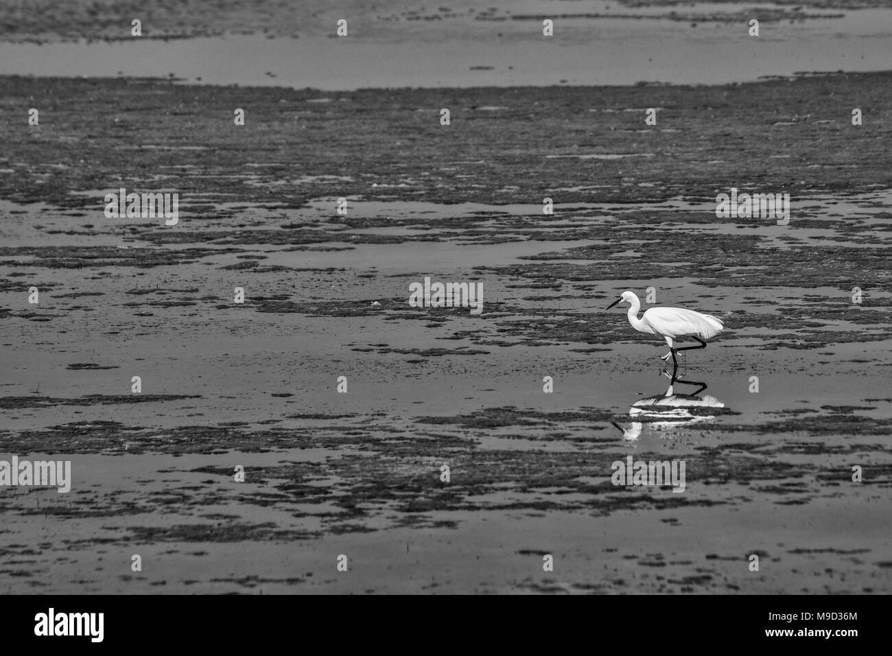Airone bianco maggiore in cerca di cibo tra le pozzanghere sul bordo di un laghetto. Foto Stock