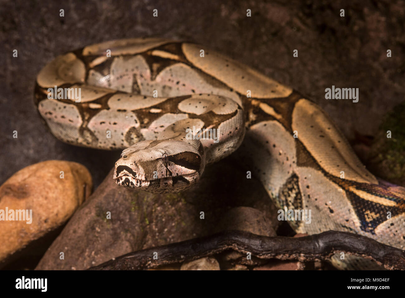 Un enorme Boa constrictor snake dal peruviano pianura giungla. Foto Stock