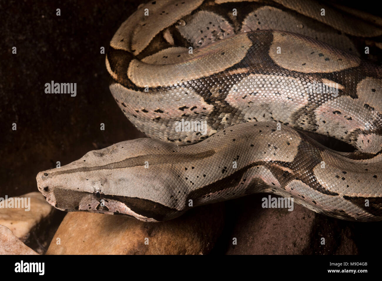 Un enorme Boa constrictor snake dal peruviano pianura giungla. Foto Stock
