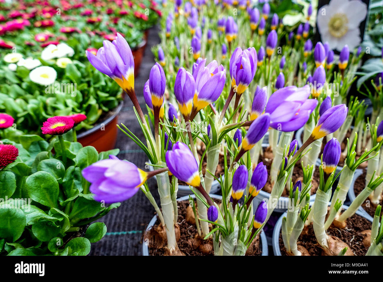 La molla di crochi in vasi per la vendita Foto Stock