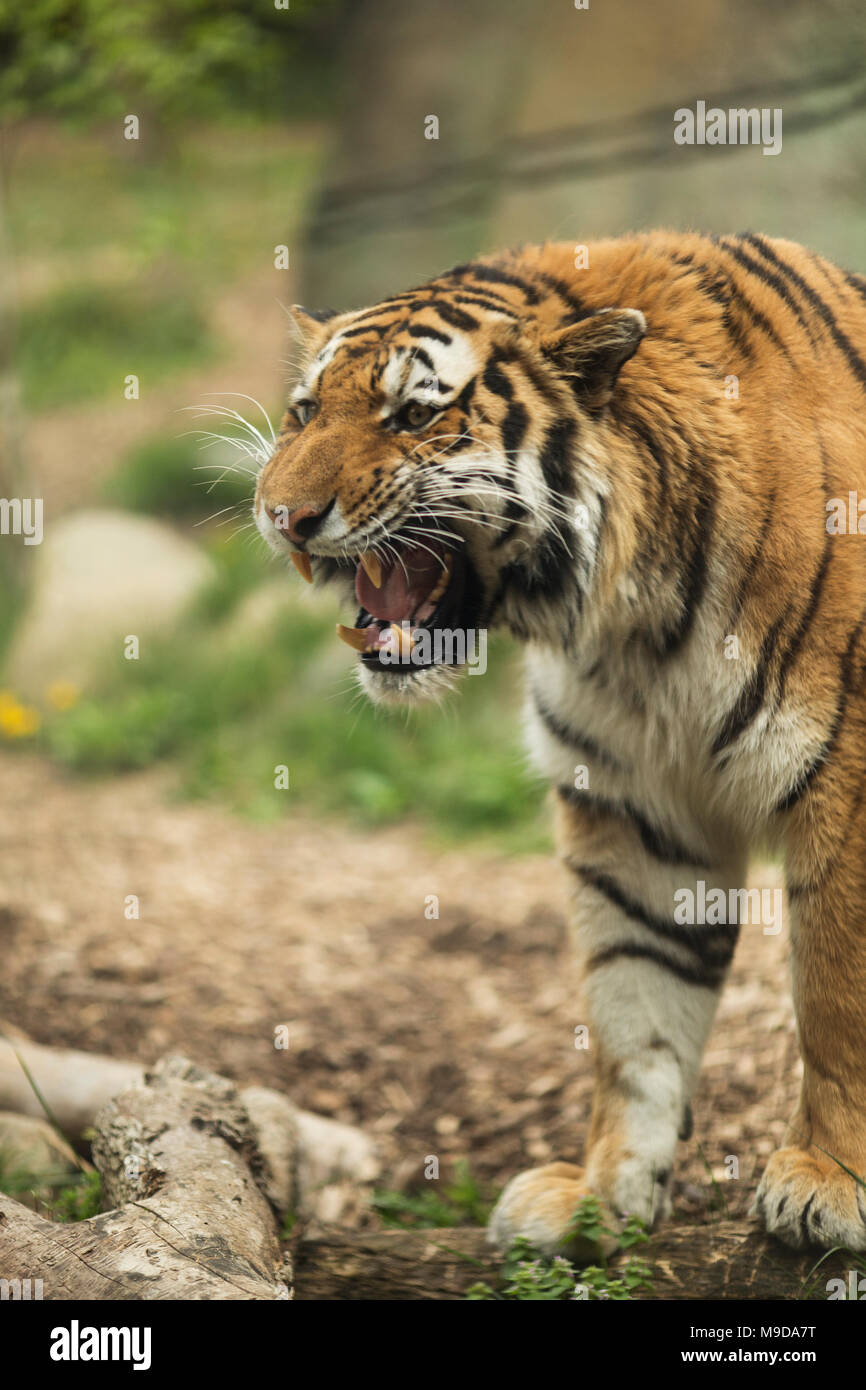 Un maschio siberiano (Amur) tiger (Panthera tigris tigris) ruggito. Foto Stock