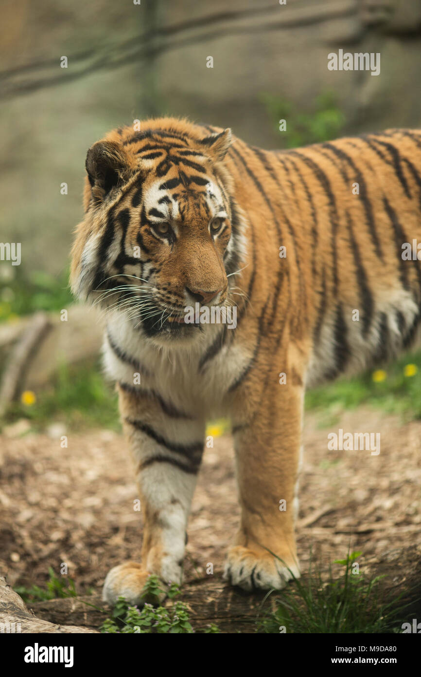 Un maschio siberiano (Amur) tiger (Panthera tigris tigris) Foto Stock