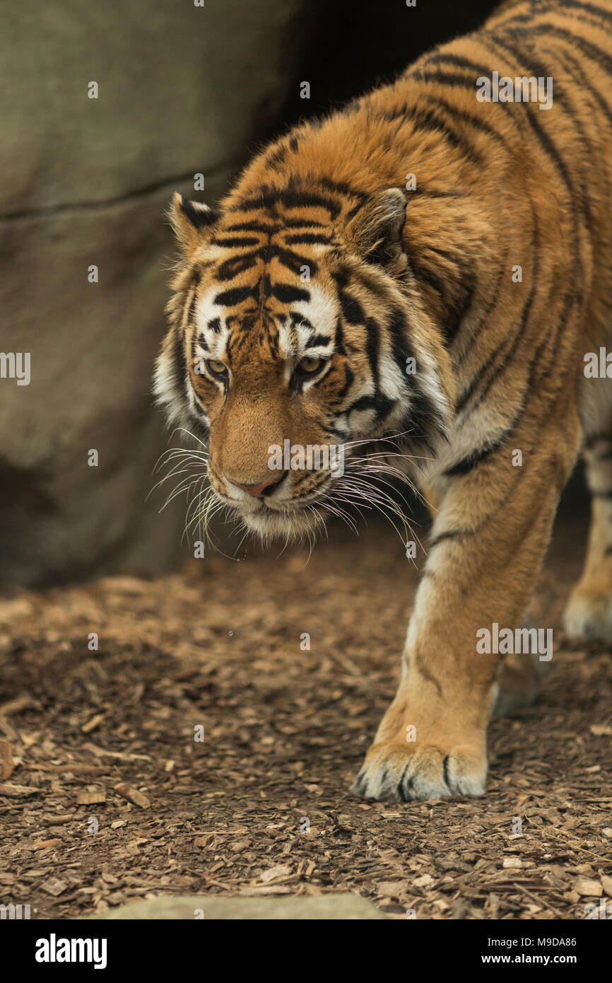 Un maschio siberiano (Amur) tiger (Panthera tigris tigris) a piedi. Foto Stock