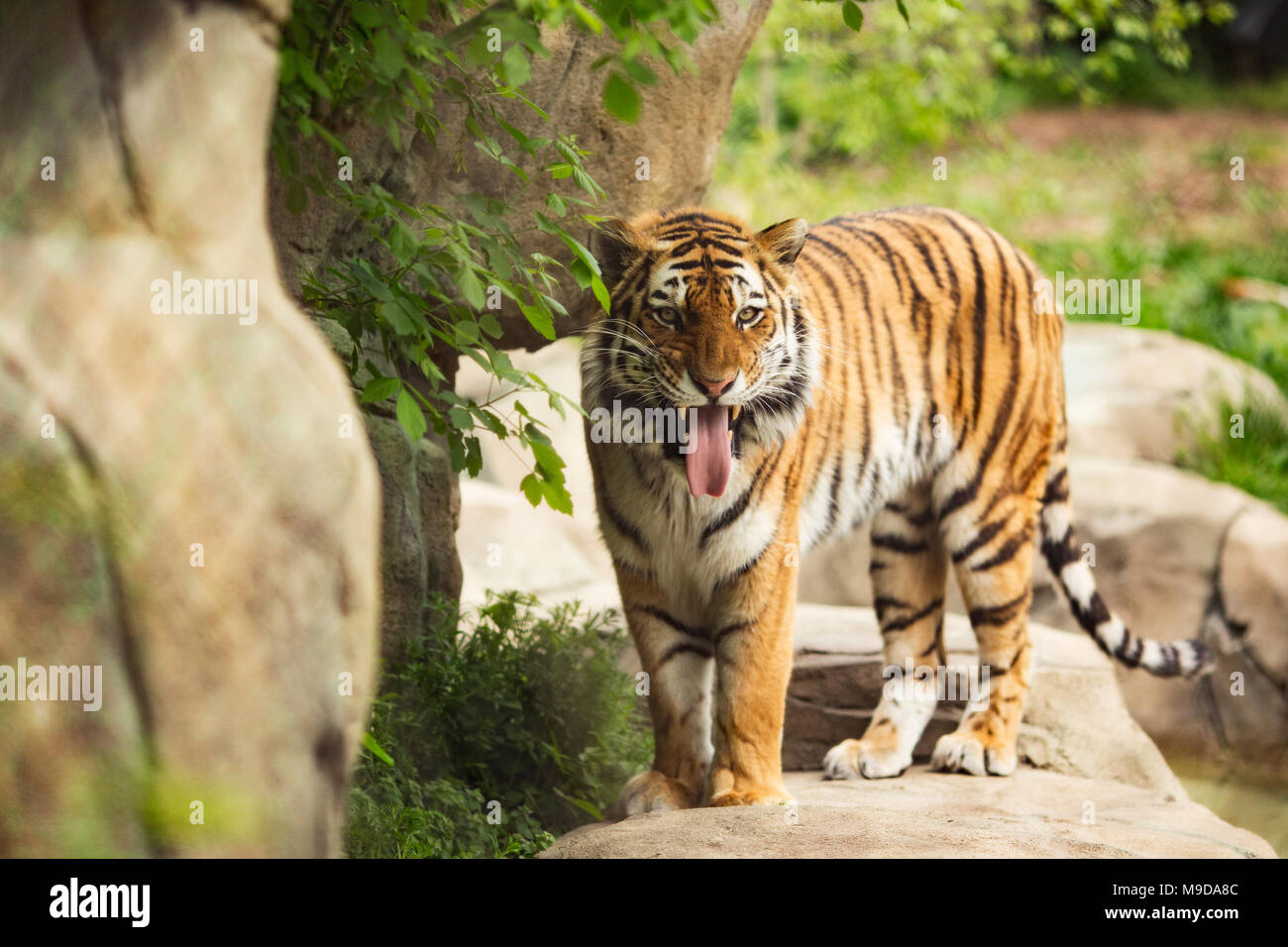 Un maschio siberiano (Amur) tiger (Panthera tigris tigris) attaccare fuori la sua lingua. Foto Stock
