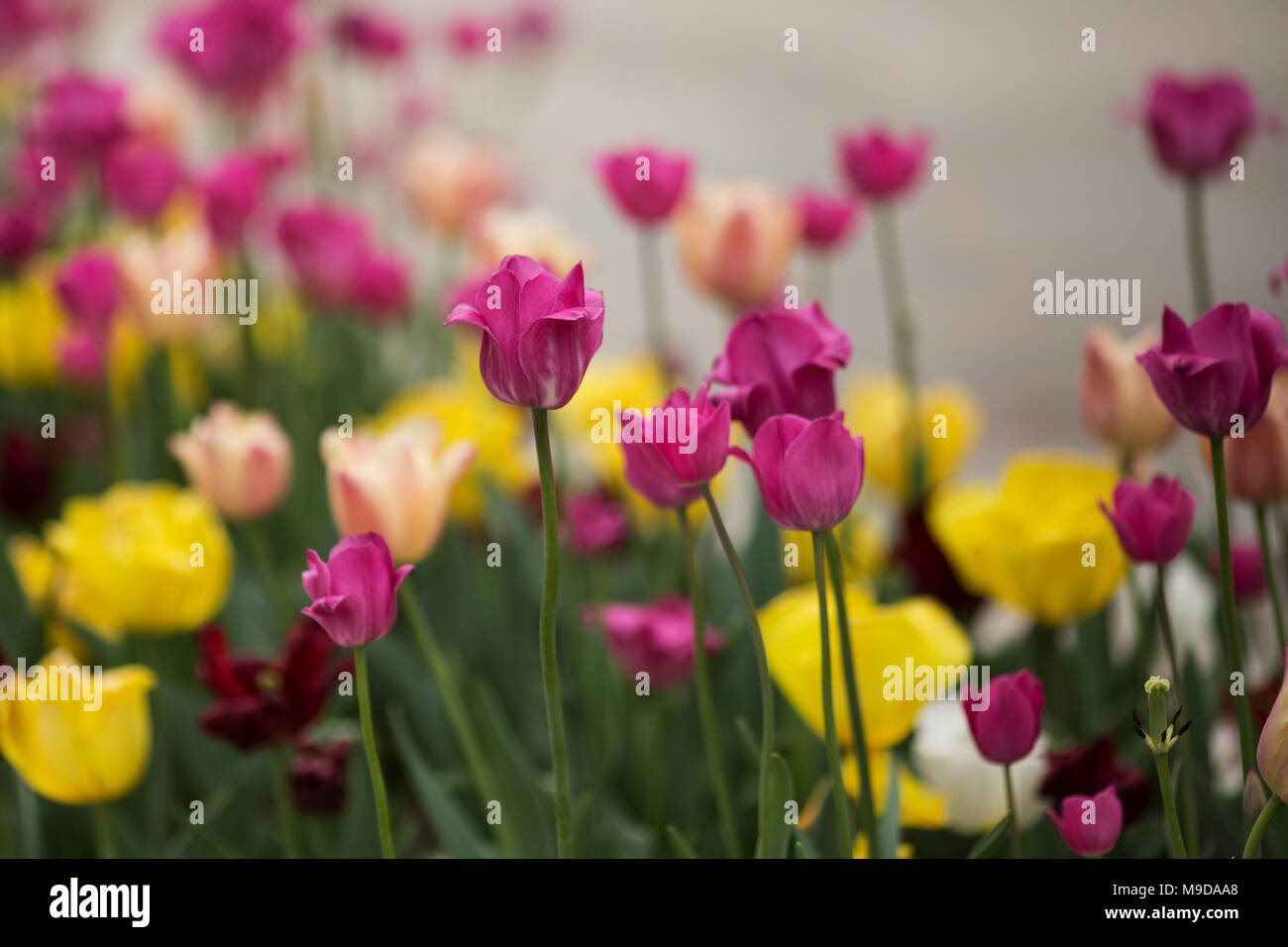 Un letto giardino pieno di rosa e tulipani gialli che fiorisce in primavera. Foto Stock
