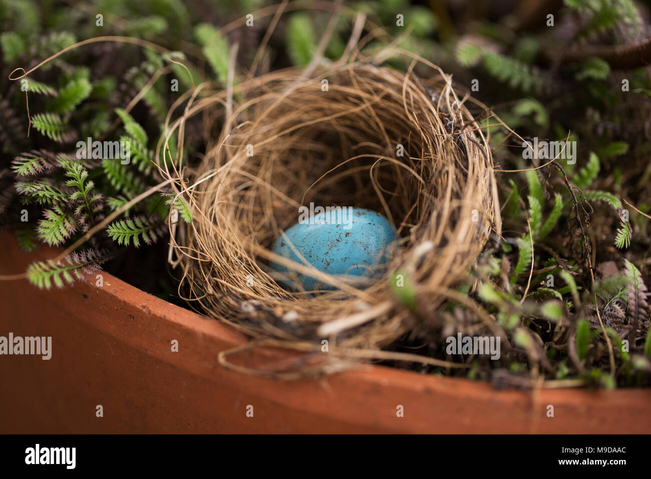 Un blue bird's uovo in un piccolo nido in primavera. Foto Stock