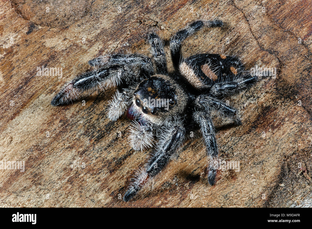 Close up di un Regal Jumping Spider, Phidippus regius Foto Stock