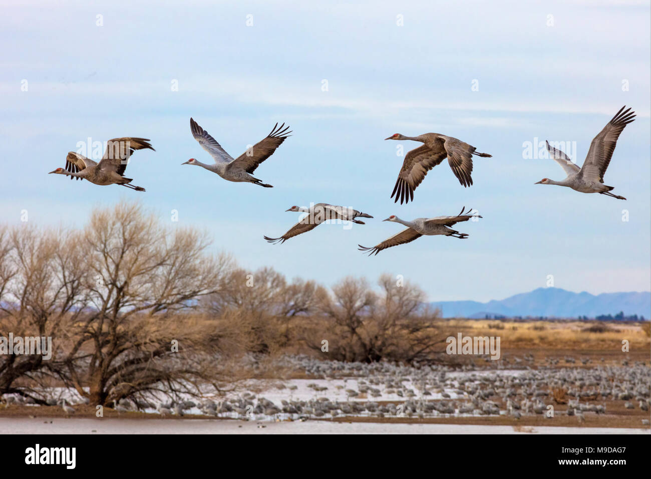 Gru Sandhill migrazione, Antigone canadensis Foto Stock