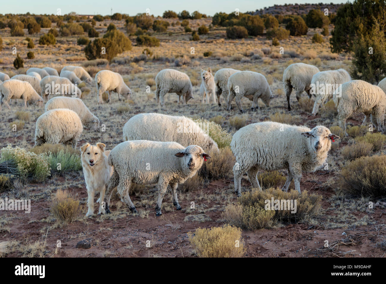 I cani di pecore Pecore di guardia, Northern Arizona Foto Stock