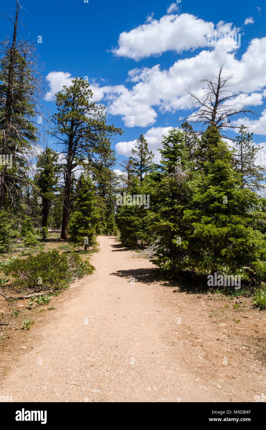 Off-road trail nel backcountry che conduce attraverso un bosco verde sotto un cielo blu con nuvole bianche. Foto Stock