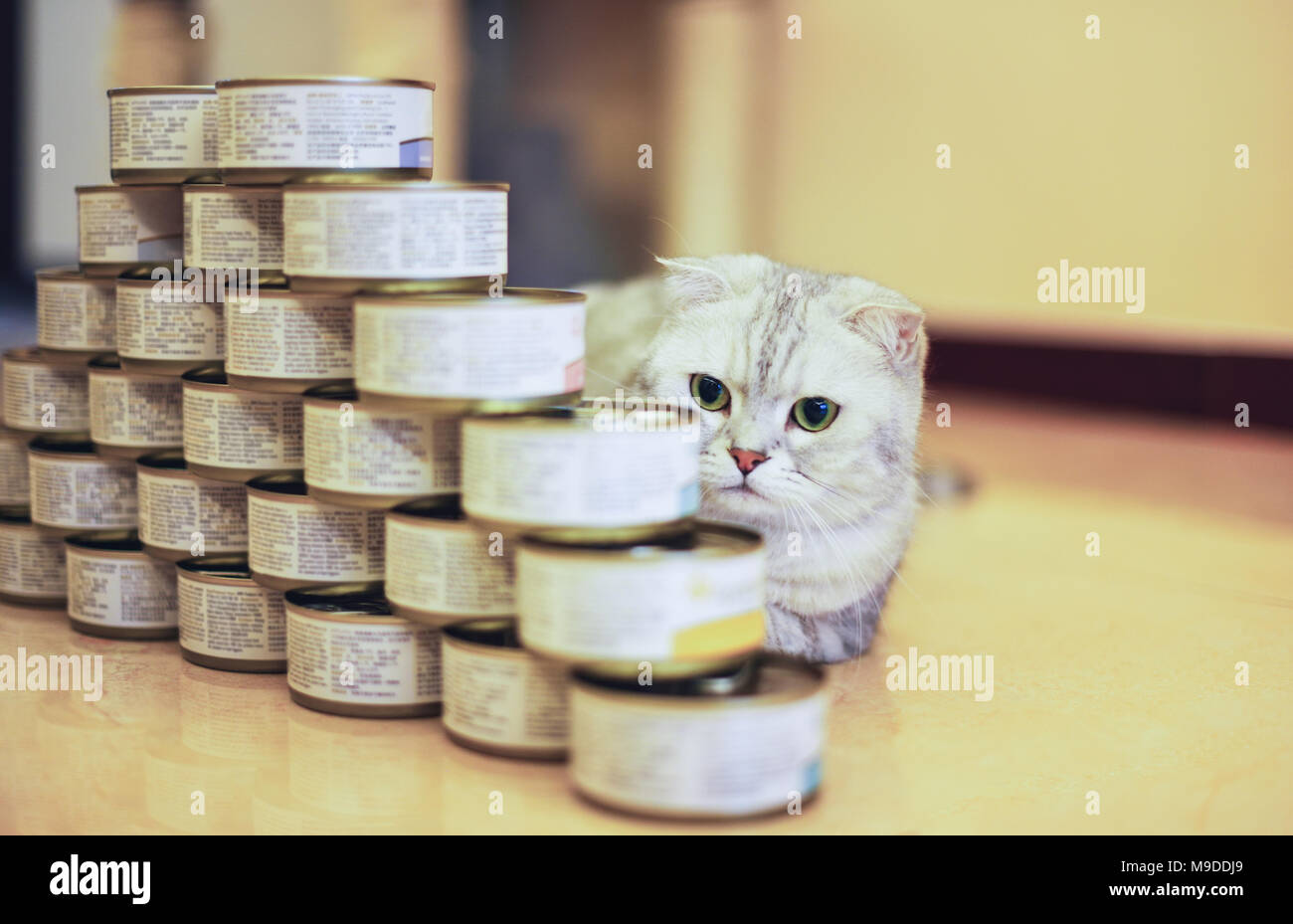 Gatto grigio con il cibo può Foto Stock
