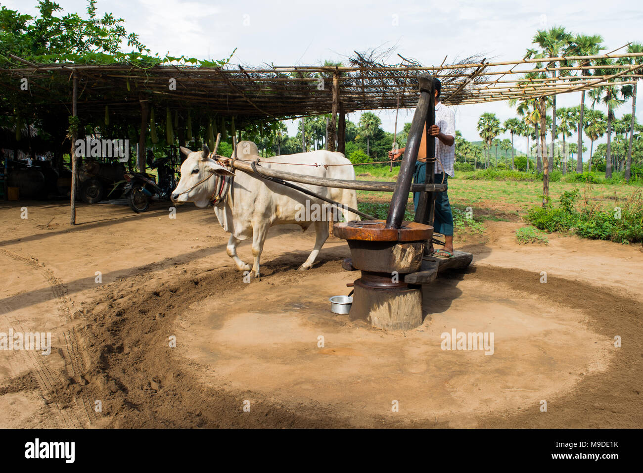 Un agricoltore birmano in longyi in piedi su un mulino ad olio, alimentato da un bue, tirato in cerchi di macinare le arachidi e produrre olio di arachide. Myanmar agricoltura Foto Stock