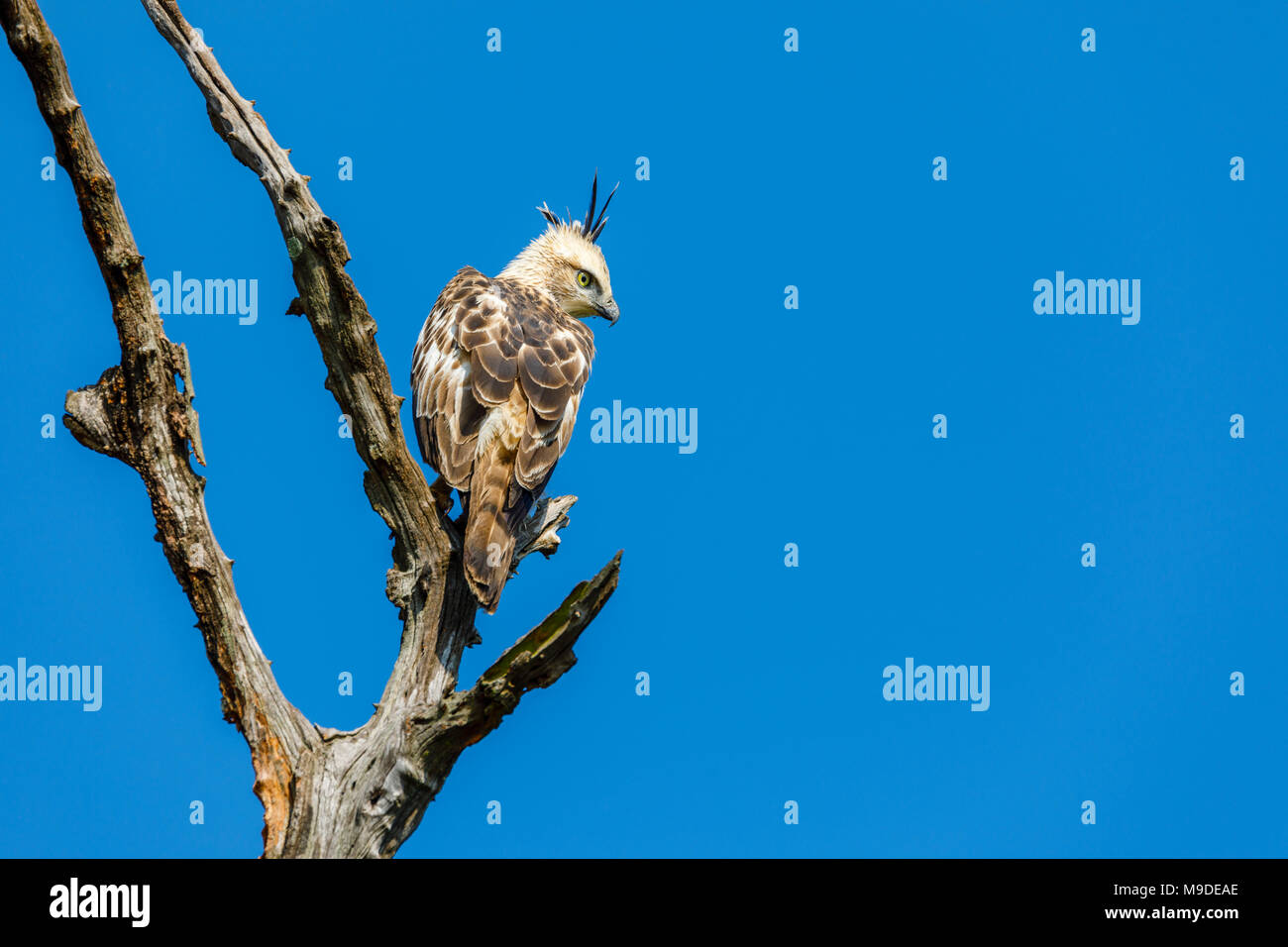 Modificabile hawk-eagle o crested hawk-eagle (Nisaetus cirrhatus), un raptor appollaiato in un albero morto contro il cielo blu, Udawalawe parco nazionale dello Sri Lanka Foto Stock