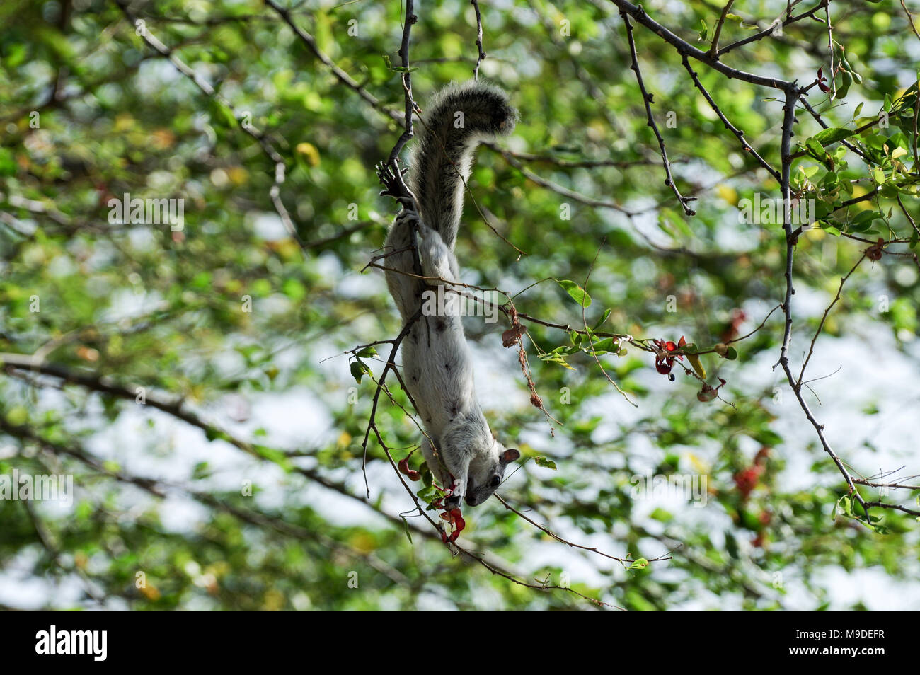 Scoiattolo adulto appeso a testa in giù su un ramo foraggio per il cibo in Laguna de Apoyo, Nicaragua Foto Stock