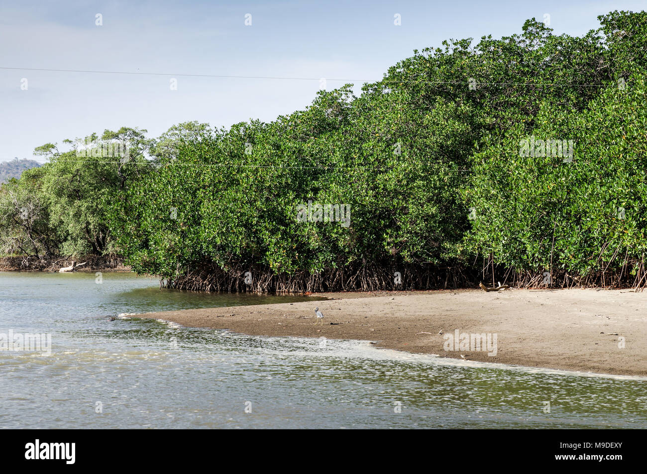 Mangrovie crescendo nell'estuario della Mata de cana fiume sulla costa occidentale del Nicaragua america centrale Foto Stock