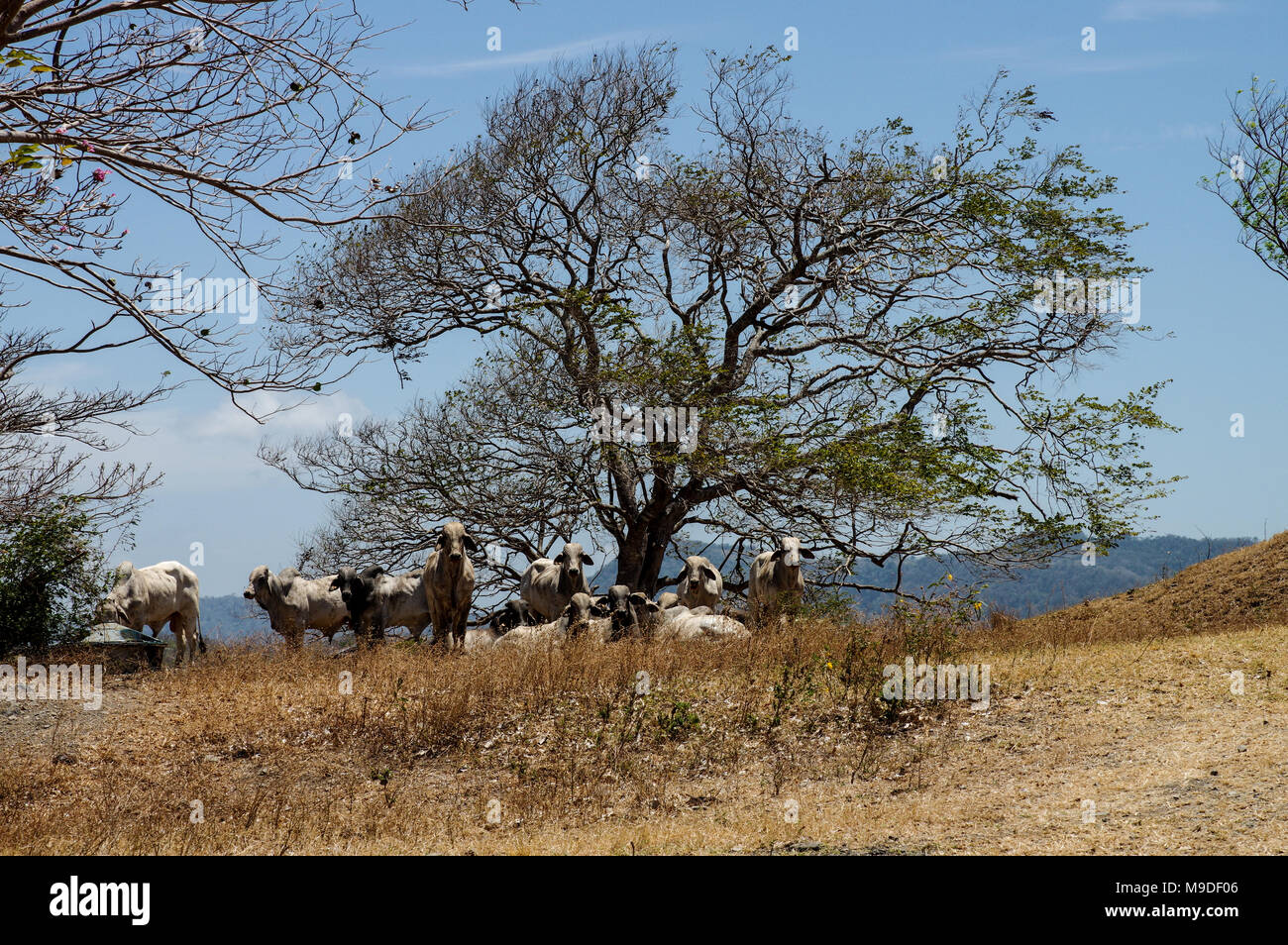 Le mucche al pascolo su terreni agricoli alla fine della stagione secca in western Nicaragua america centrale Foto Stock