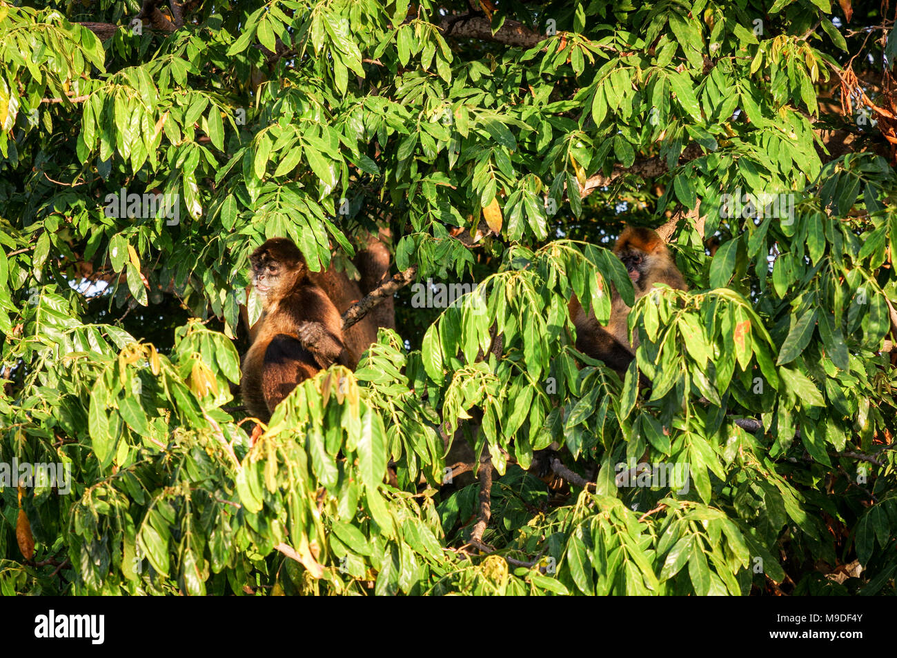 Scimmie ragno in una struttura ad albero su isolotti di Granada in Nicaragua Foto Stock