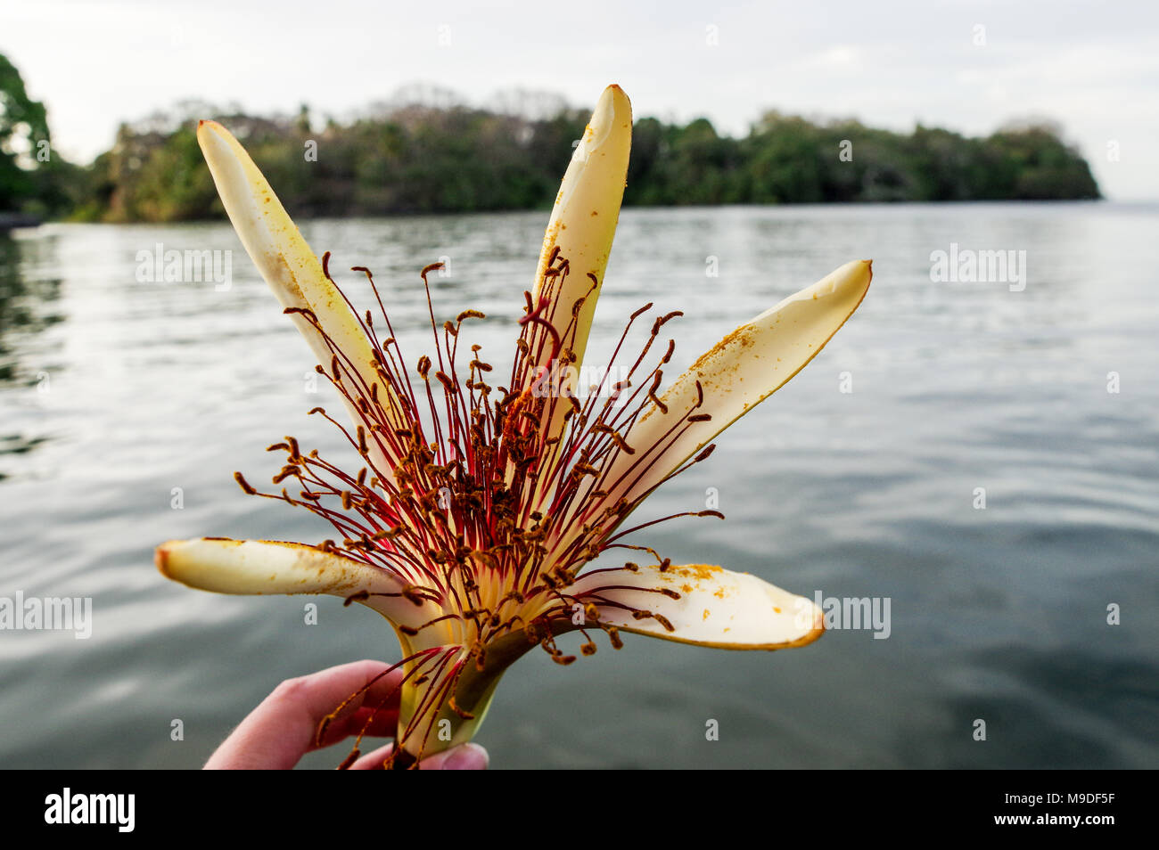 Mano che tiene una Pachira aquatica (money tree) fiore contro lo sfondo di isolotti di Granada in Nicaragua, America Centrale Foto Stock